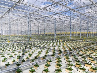 Теплицы четвертого поколения: в Серпухове выращивание томатов станет мощнее и экологичнее