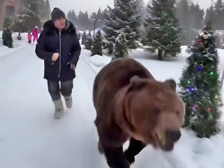 Умар Кремлев научил боксировать медведя и прокатился с ним в санях
