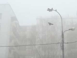 Густой туман накроет Подмосковье ночью и рассеется к полудню субботы