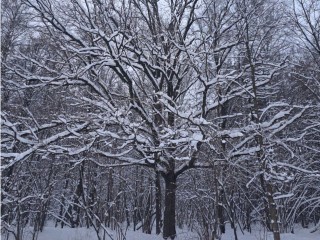 На Подмосковье надвигаются снегопад и лютый мороз до −25! Регион ждет арктическое вторжение, снежный плен и лютая стужа