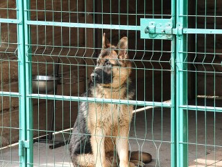 Натянут поводки: правила содержания собак в частных домах могут ужесточить в Подмосковье