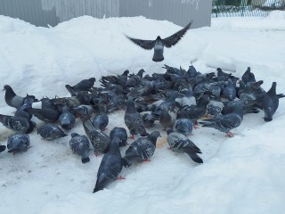 О чем говорит поведение птиц в Крещенский сочельник: традиции и приметы на 18 января