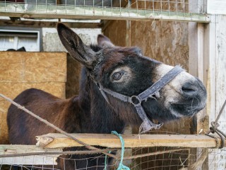 Жорик на заслуженном отдыхе: где сейчас ослик-ветеран из зоны СВО