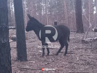 «Афганец» из Реутова экипировал боевых ослов для службы на СВО