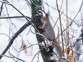 Прогноз геомагнитной активности 14 января: вероятность магнитной бури 31%