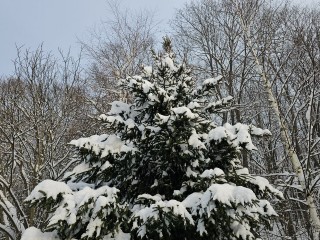 Какая погода ждет жителей Подмосковья с 26 по 31 января