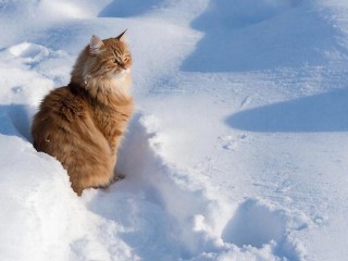 Кот в снегу — горе в семье: мнение ветеринара о модном тренде