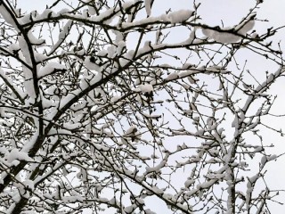 Климат сошел с ума: каждая шестая зима в Подмосковье может быть аномально теплой