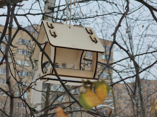 Зимняя подкормка птиц: что должно быть в «птичьей корзине»