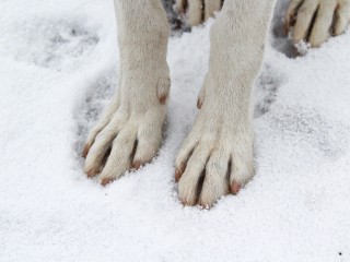 Хозяйку «собачьего концлагеря» в Раменском допросили: почему она перестала появляться в приюте
