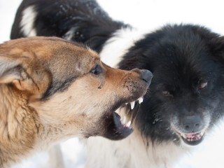 «Оттаскивал напавшую собаку»: один из ротвейлеров выступил против сородича, защищая ребенка