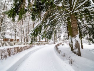 Отполированная надеждой: как бронзовая пчела Кузя стала местом силы в столичном регионе