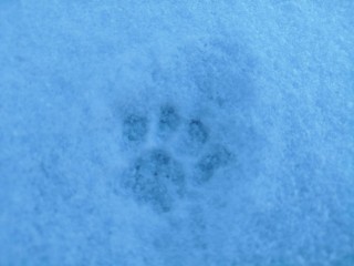 Звериная перепись: как в Подмосковье пересчитают диких животных и будут ли для того будить медведей