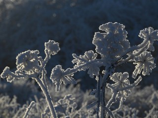 Как запить «зло» и не остаться голым: традиции и приметы на 20 января