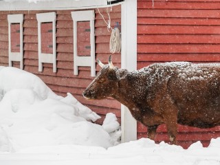 Главный на районе: бык-бродяга забыл дорогу домой и несколько недель блуждает в Серпухове