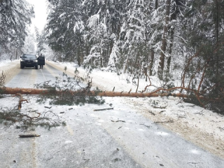 Жительница Наро-Фоминска чудом избежала трагедии, затормозив за секунду до падения дерева