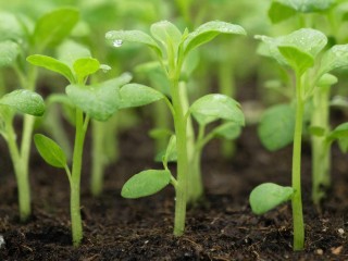 Пока другие ждут весну: что можно вырастить на подоконнике уже в январе