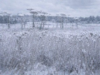 В Подмосковье повысят кадастровую стоимость земли: какие участки затронут изменения и почему налог вырастет в несколько раз