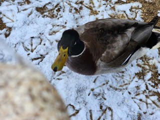 Утки остались зимовать на замерзшем пруду в Рекинцо: как могут помочь жители