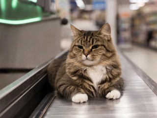 Кот на время январских морозов устроился на работу в супермаркете Ступина