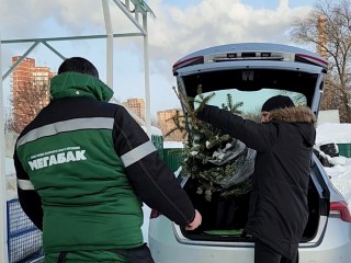 Какой штраф можно получить за неправильную утилизацию новогодней елки
