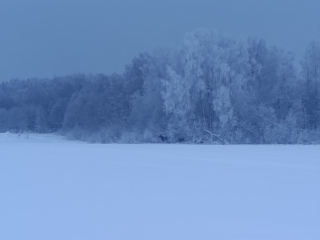 Зимняя угроза: в Можайском округе лоси вышли на дорогу