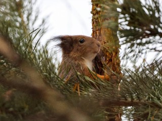 Снегопады оставили подмосковных белок без зимних запасов