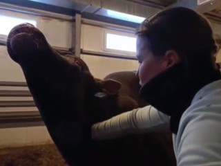 Волоколамский бычок Танкер показал, с чего начать первый рабочий день нового года