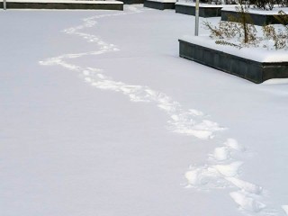 Резкое похолодание в Подмосковье: ночью 11 января температура опустится до - 20 градусов