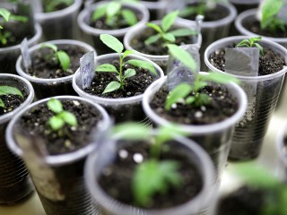 Зима работает на урожай: как в Клину готовят рассаду уже в январе