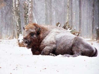 Уникальную фотовыставку о жизни и восстановлении популяции зубров покажут гостям в Приокско-Террасном заповеднике
