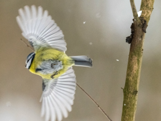 Синекрылая птица в Павловском Посаде: фотограф запечатлел редкую лазоревку