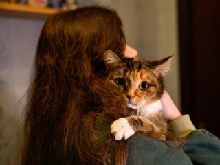 Любовь к пушистикам или проблемы с психикой? Как определить болезнь по числу питомцев