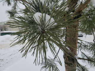 Три пункта сбора новогодних елок открыли в Павловском Посаде
