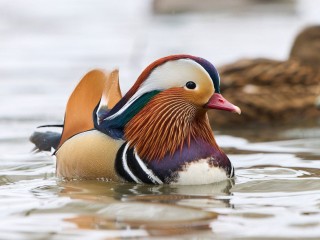 Редкая красота рядом с домом: в каких парках Подмосковья можно увидеть краснокнижных уток