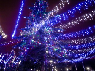 Каширская елка претендует на звание лучшей в России