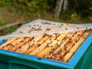 Правильные пчелы, которые делают правильный мед: Клинское фермерское хозяйство победило в национальной премии за пчеловодство