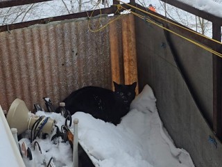 Соседи услышали крик и подняли тревогу: как в Истре спасли кошку Марусю за минуту до беды