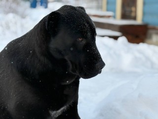 Ваша собака грызет мебель не из вредности: кинолог назвал главную причину разрушительных привычек