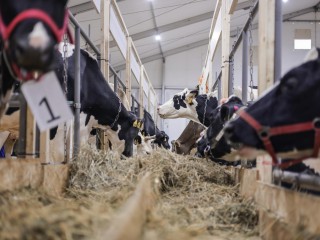 Осталось два дня: какие данные необходимо успеть подать хозяйствам Подмосковья для получения поддержки