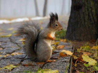 Воскресенцам предлагают отвлечься от зимней суеты и полюбоваться осенними пейзажами Кривякино