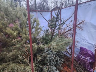 Шаховчанам объяснили, как правильно избавиться от новогодней елки