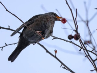 Орнитологи в шоке от поведения дроздов в Балашихе