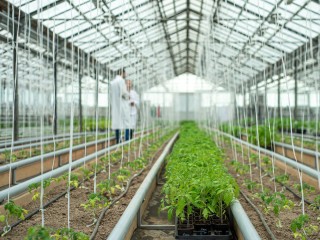 Нам импорт не нужен, родное давай: как Подмосковье наращивает выпуск семян