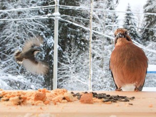 Ваша кормушка может стать научной сенсацией: как простое наблюдение за пернатыми превращается в часть общероссийского проекта