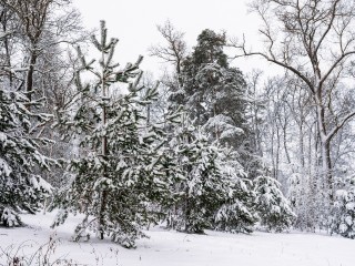 Прогноз геомагнитной активности 20 января: вероятность магнитной бури 26%