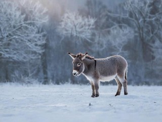 Возивший снаряды на СВО ослик приехал в Московский регион на отдых: где можно посмотреть на животное
