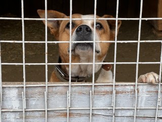 Двое суток в снежной ловушке: в поселке Лесной рабочие спасли замерзающего пса
