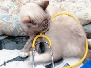 Голубоглазый диагност: кот на ступинской скорой освоил стетоскоп