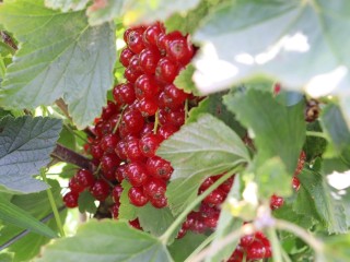 Размножаем смородину зимой-2026: как из одной ветки получить новые кусты бесплатно